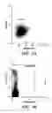 Fig. 05 - Method for enumeration of mammalian micronucleated erythrocyte populations, while distinguishing platelets and/or platelet-associated aggregates