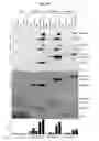 Fig. 03 - METHOD FOR DETECTION AND QUANTIFICATION OF PLK1 EXPRESSION AND ACTIVITY