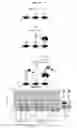 Fig. 05 - METHOD FOR DETECTION AND QUANTIFICATION OF PLK1 EXPRESSION AND ACTIVITY