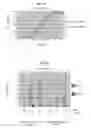 Fig. 06 - METHOD FOR DETECTION AND QUANTIFICATION OF PLK1 EXPRESSION AND ACTIVITY