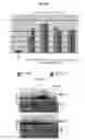 Fig. 10 - METHOD FOR DETECTION AND QUANTIFICATION OF PLK1 EXPRESSION AND ACTIVITY