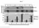 Fig. 11 - METHOD FOR DETECTION AND QUANTIFICATION OF PLK1 EXPRESSION AND ACTIVITY