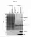 Fig. 13 - METHOD FOR DETECTION AND QUANTIFICATION OF PLK1 EXPRESSION AND ACTIVITY