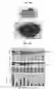 Fig. 19 - METHOD FOR DETECTION AND QUANTIFICATION OF PLK1 EXPRESSION AND ACTIVITY