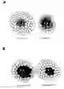Fig. 01 - METHOD OF ASSESSING MAMMALIAN EMBRYO QUALITY