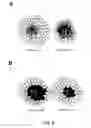 Fig. 07 - METHOD OF ASSESSING MAMMALIAN EMBRYO QUALITY