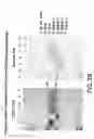 Fig. 05 - Compositions and methods for early pregnancy diagnosis
