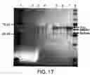 Fig. 22 - Compositions and methods for early pregnancy diagnosis