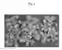Fig. 07 - METHOD AND AGENT FOR CONTROLLING PLANT DISEASE USING BACTERIA OF GENUS BACILLUS