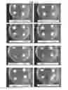 Fig. 08 - METHOD AND AGENT FOR CONTROLLING PLANT DISEASE USING BACTERIA OF GENUS BACILLUS