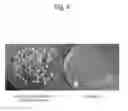 Fig. 10 - METHOD AND AGENT FOR CONTROLLING PLANT DISEASE USING BACTERIA OF GENUS BACILLUS