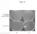 Fig. 12 - METHOD AND AGENT FOR CONTROLLING PLANT DISEASE USING BACTERIA OF GENUS BACILLUS