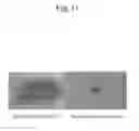 Fig. 13 - METHOD AND AGENT FOR CONTROLLING PLANT DISEASE USING BACTERIA OF GENUS BACILLUS