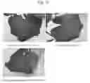 Fig. 18 - METHOD AND AGENT FOR CONTROLLING PLANT DISEASE USING BACTERIA OF GENUS BACILLUS