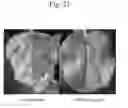 Fig. 23 - METHOD AND AGENT FOR CONTROLLING PLANT DISEASE USING BACTERIA OF GENUS BACILLUS