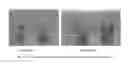 Fig. 02 - Composition for regenerating and stimulating growth of plants and for adapting plants to different stress factors