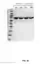 Fig. 22 - Growth hormone polypeptides and methods of making and using same