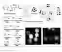 Fig. 01 - High affinity VEGF-receptor antagonists