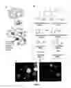 Fig. 02 - High affinity VEGF-receptor antagonists
