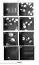 Fig. 06 - High affinity VEGF-receptor antagonists
