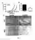 Fig. 08 - High affinity VEGF-receptor antagonists