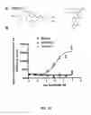 Fig. 15 - High affinity VEGF-receptor antagonists