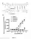 Fig. 16 - High affinity VEGF-receptor antagonists