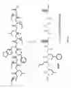 Fig. 19 - High affinity VEGF-receptor antagonists