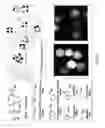 Fig. 23 - High affinity VEGF-receptor antagonists