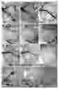 Fig. 01 - Treatment of malaria