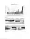 Fig. 20 - RNA antagonist compounds for the modulation of PIK3CA expression