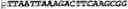 Fig. 129 - Oligonucleotide duplexes comprising DNA-like and RNA-like nucleotides and uses thereof