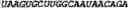 Fig. 136 - Oligonucleotide duplexes comprising DNA-like and RNA-like nucleotides and uses thereof