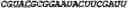 Fig. 248 - Oligonucleotide duplexes comprising DNA-like and RNA-like nucleotides and uses thereof