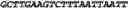 Fig. 27 - Oligonucleotide duplexes comprising DNA-like and RNA-like nucleotides and uses thereof