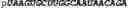 Fig. 282 - Oligonucleotide duplexes comprising DNA-like and RNA-like nucleotides and uses thereof