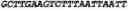 Fig. 57 - Oligonucleotide duplexes comprising DNA-like and RNA-like nucleotides and uses thereof