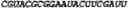 Fig. 76 - Oligonucleotide duplexes comprising DNA-like and RNA-like nucleotides and uses thereof