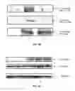 Fig. 06 - STAT3 inhibiting compositions and methods