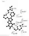 Fig. 04 - Anti-angiogenic compounds