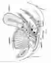 Fig. 09 - Electronic pelvic organ prolapse quantification system