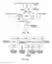 Fig. 09 - System and method for wirelessly broadcasting content from a core for receipt by a mobile client
