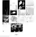 Fig. 02 - Spontaneous nodulation in plants