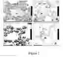 Fig. 03 - Spontaneous nodulation in plants