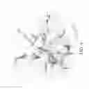 Fig. 10 - Method and appartus for extraction of plant embryos