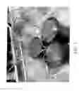 Fig. 11 - Method and appartus for extraction of plant embryos