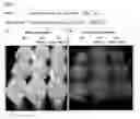 Fig. 03 - METHODS AND COMPOSITIONS FOR TRANSGENIC PLANTS PRODUCING ANTIMICROBIAL PEPTIDES FOR ENHANCED DISEASE RESISTANCE