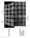 Fig. 14 - METHODS AND COMPOSITIONS FOR TRANSGENIC PLANTS PRODUCING ANTIMICROBIAL PEPTIDES FOR ENHANCED DISEASE RESISTANCE