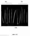 Fig. 20 - METHODS AND COMPOSITIONS FOR TRANSGENIC PLANTS PRODUCING ANTIMICROBIAL PEPTIDES FOR ENHANCED DISEASE RESISTANCE