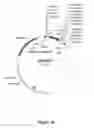 Fig. 24 - METHODS AND COMPOSITIONS FOR TRANSGENIC PLANTS PRODUCING ANTIMICROBIAL PEPTIDES FOR ENHANCED DISEASE RESISTANCE